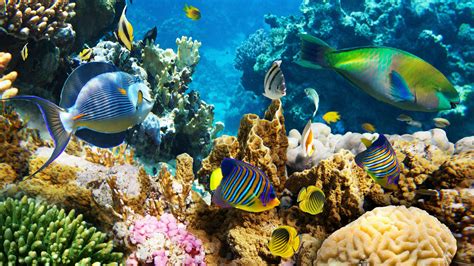 coral reef fish|Reef Fish .